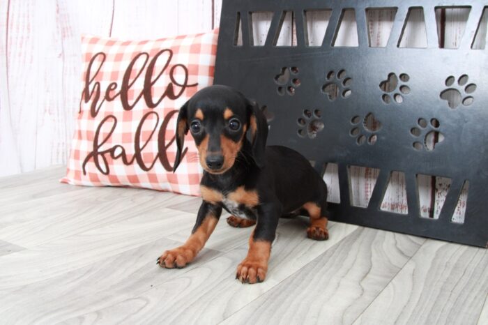 Rhea- Dapper Female ACA Dachshund Puppy - Image 2