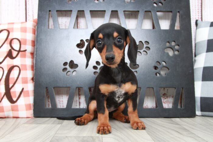 Rhea- Dapper Female ACA Dachshund Puppy