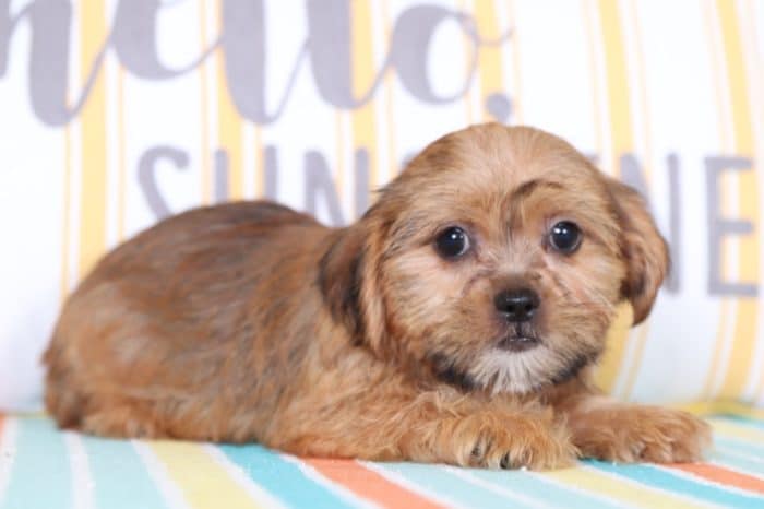 Ringo - Handsome Shorkie - Image 4