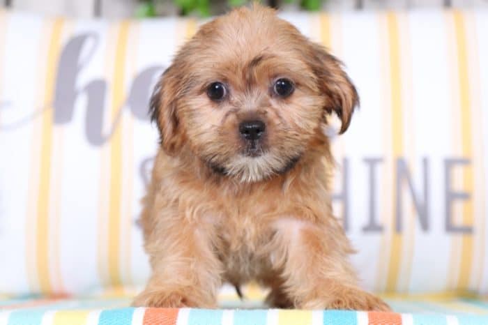 Ringo - Handsome Shorkie