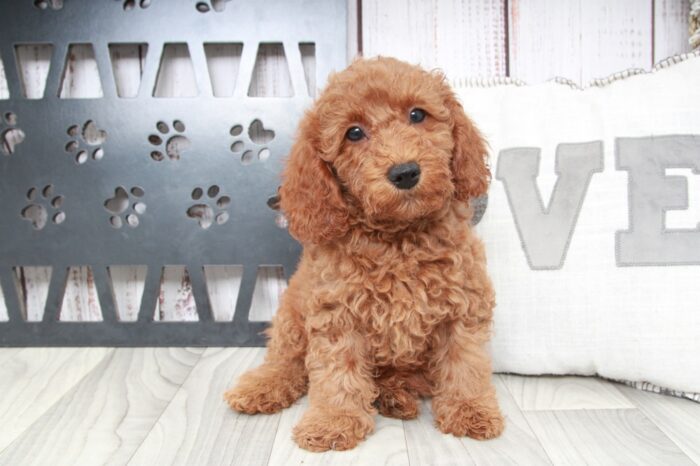 Ritz - Happy Mini Male Goldendoodle Puppy