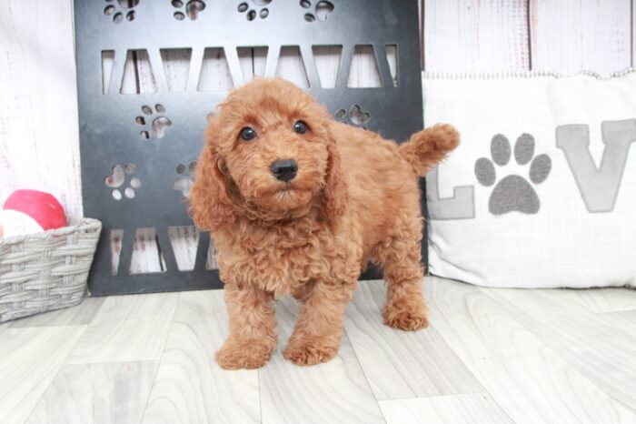 Ritz - Happy Mini Male Goldendoodle Puppy - Image 2