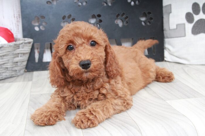 Ritz - Happy Mini Male Goldendoodle Puppy - Image 5