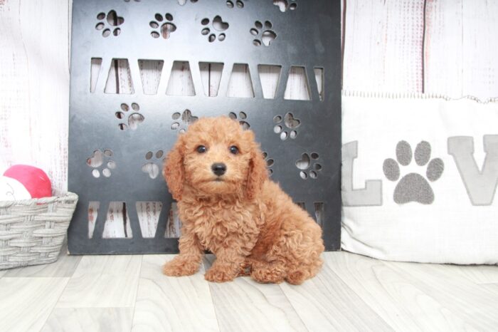 Ritz - Happy Mini Male Goldendoodle Puppy - Image 4