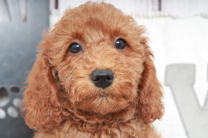 Ritz - Happy Mini Male Goldendoodle Puppy - Image 3