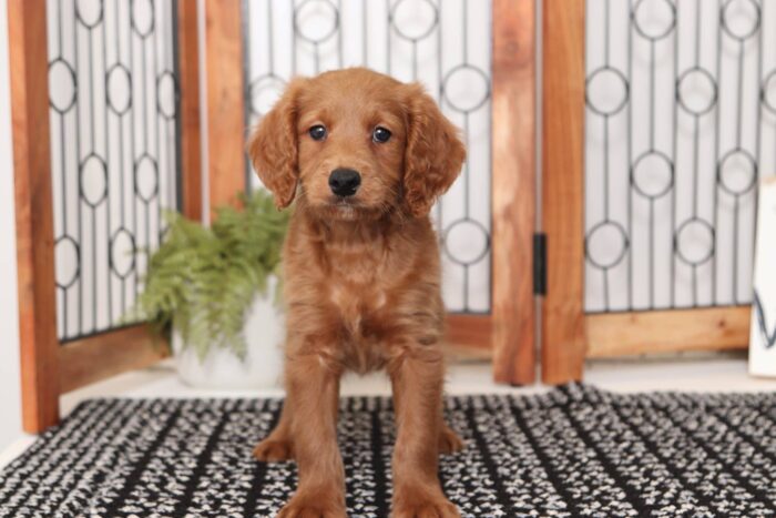 Robbie - Dashing Male F1B Mini Goldendoodle