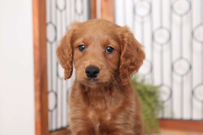 Robbie - Dashing Male F1B Mini Goldendoodle - Image 2