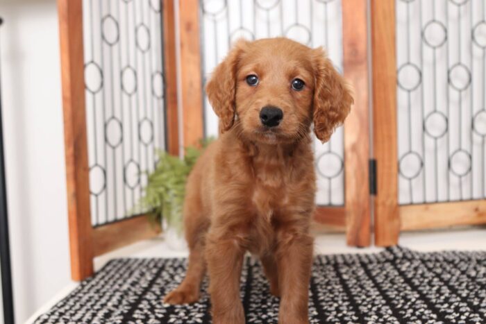 Robbie - Dashing Male F1B Mini Goldendoodle - Image 3