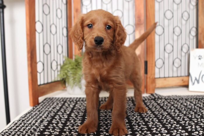 Robbie - Dashing Male F1B Mini Goldendoodle - Image 4