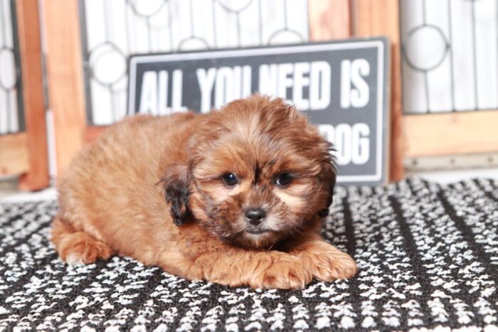 Ronald - Gentle Little Male Shih-Poo Puppy