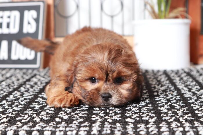 Ronald - Gentle Little Male Shih-Poo Puppy - Image 2