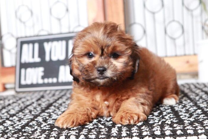 Ronald - Gentle Little Male Shih-Poo Puppy - Image 3