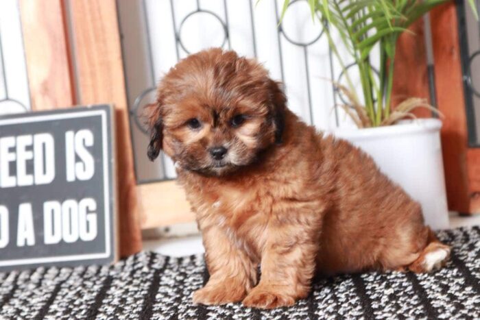 Ronald - Gentle Little Male Shih-Poo Puppy - Image 4