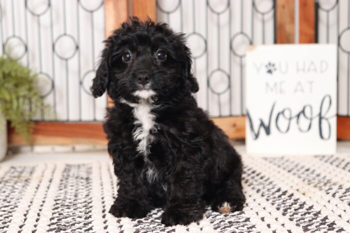 Rosalyn - Friendly Little Female Cavapoo Puppy