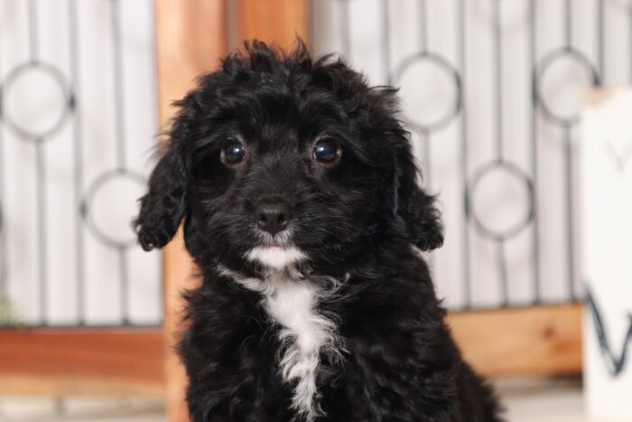 Rosalyn - Friendly Little Female Cavapoo Puppy - Image 2