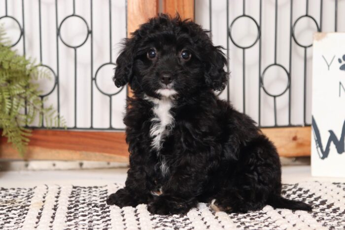 Rosalyn - Friendly Little Female Cavapoo Puppy - Image 3