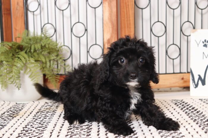 Rosalyn - Friendly Little Female Cavapoo Puppy - Image 4