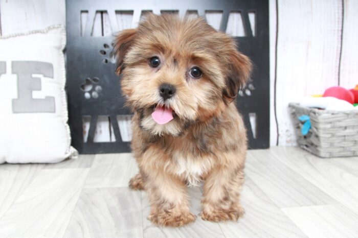 Rose - Perfect Brown Female Shorkie Puppy