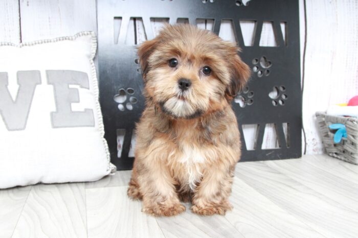 Rose - Perfect Brown Female Shorkie Puppy - Image 2