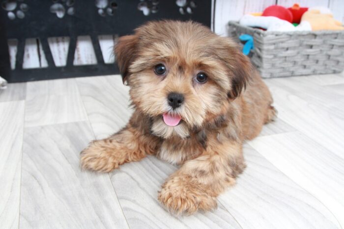 Rose - Perfect Brown Female Shorkie Puppy - Image 5