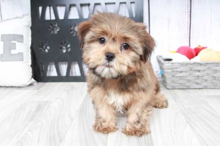 Rose - Perfect Brown Female Shorkie Puppy - Image 4