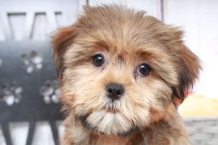 Rose - Perfect Brown Female Shorkie Puppy - Image 3