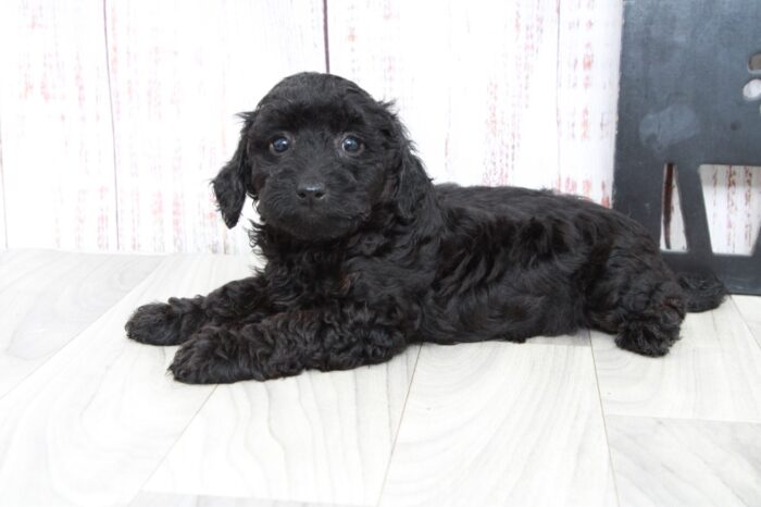 Rosey - Jolly Black Female Mini Goldendoodle Puppy