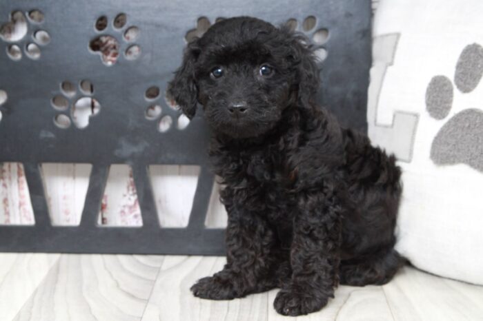 Rosey - Jolly Black Female Mini Goldendoodle Puppy - Image 5