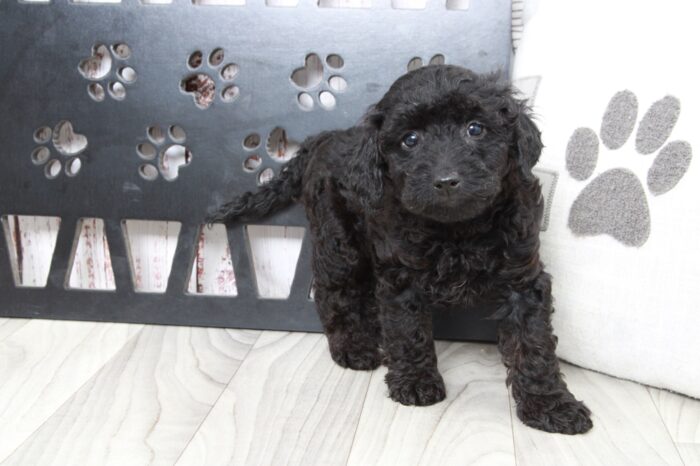 Rosey - Jolly Black Female Mini Goldendoodle Puppy - Image 4