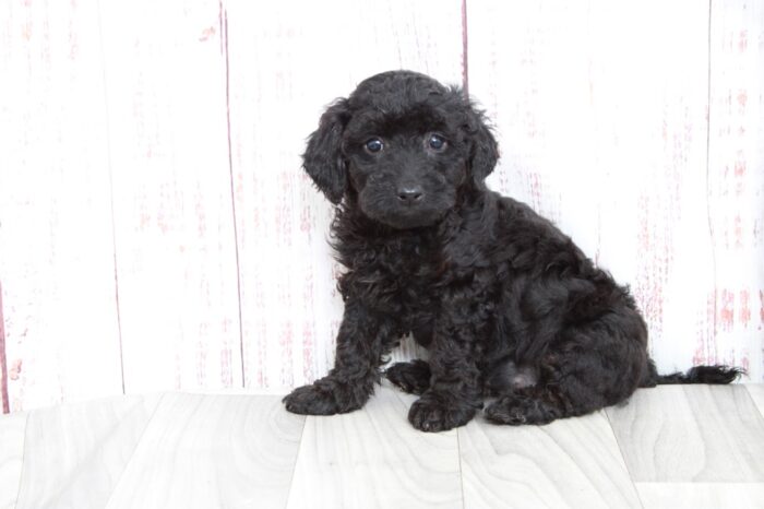 Rosey - Jolly Black Female Mini Goldendoodle Puppy - Image 3