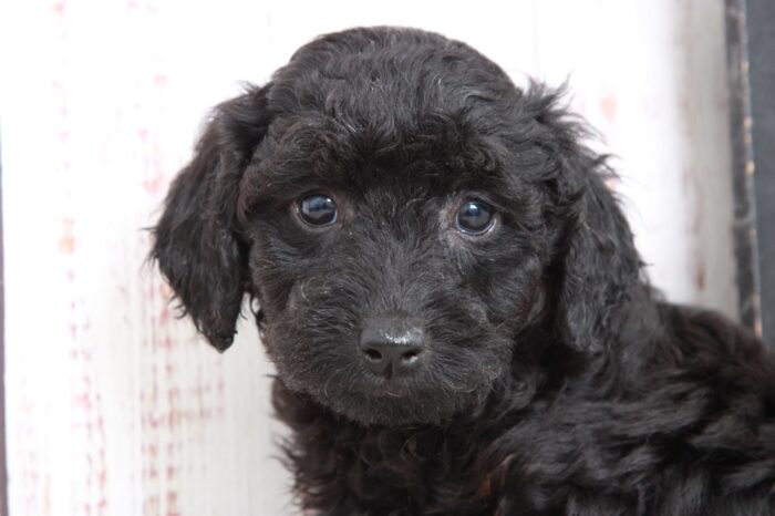 Rosey - Jolly Black Female Mini Goldendoodle Puppy - Image 2