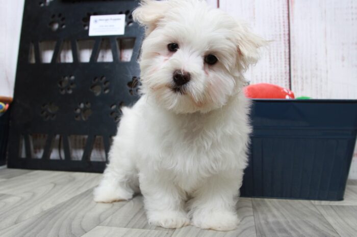 Roxy - Sensational White Female Maltese Puppy