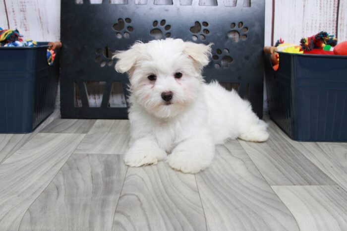 Roxy - Sensational White Female Maltese Puppy - Image 6