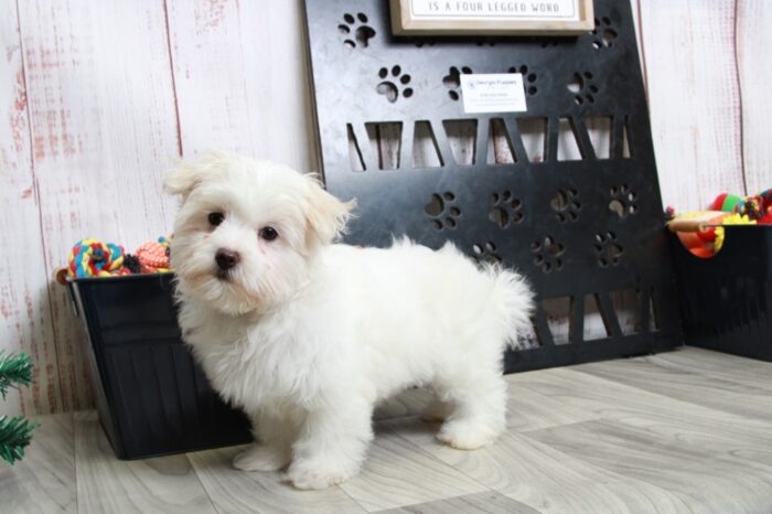 Roxy - Sensational White Female Maltese Puppy - Image 4