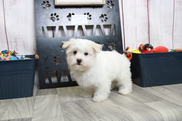 Roxy - Sensational White Female Maltese Puppy - Image 3