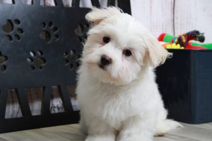 Roxy - Sensational White Female Maltese Puppy - Image 2