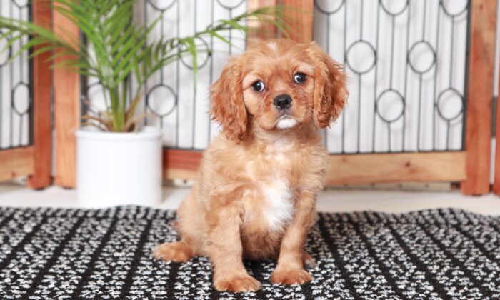 Ruby - Precious Ruby Female ACA Cavalier Puppy