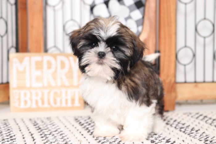 Jingle- Joyful Little ACA Male Sable/White Shih Tzu Puppy - Image 4