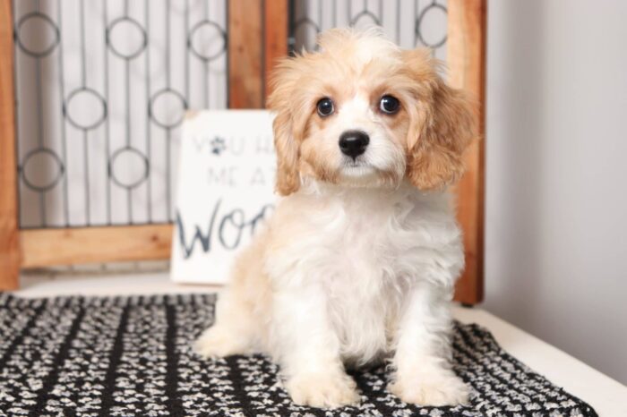 Ruger- Dapper Male Cavachon Puppy