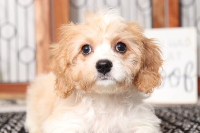 Ruger- Dapper Male Cavachon Puppy - Image 2