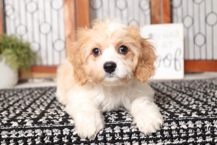 Ruger- Dapper Male Cavachon Puppy - Image 3