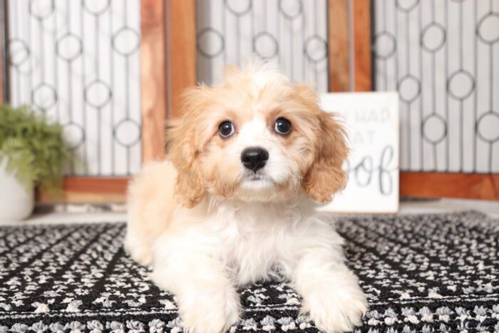 Ruger- Dapper Male Cavachon Puppy - Image 4