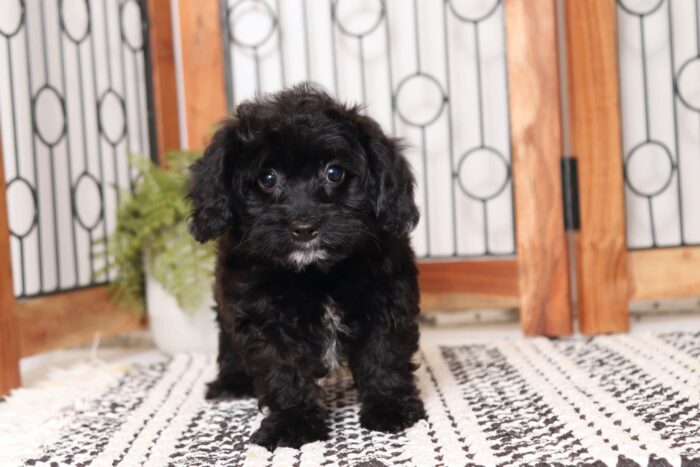 Ruth - Lovely Little Female Cavapoo Puppy