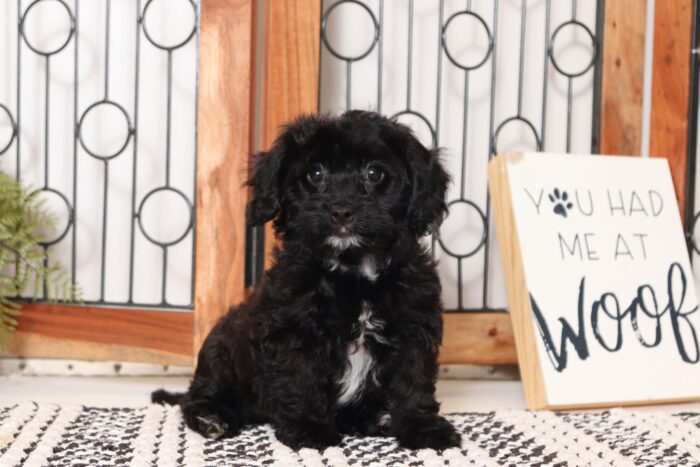 Ruth - Lovely Little Female Cavapoo Puppy - Image 2