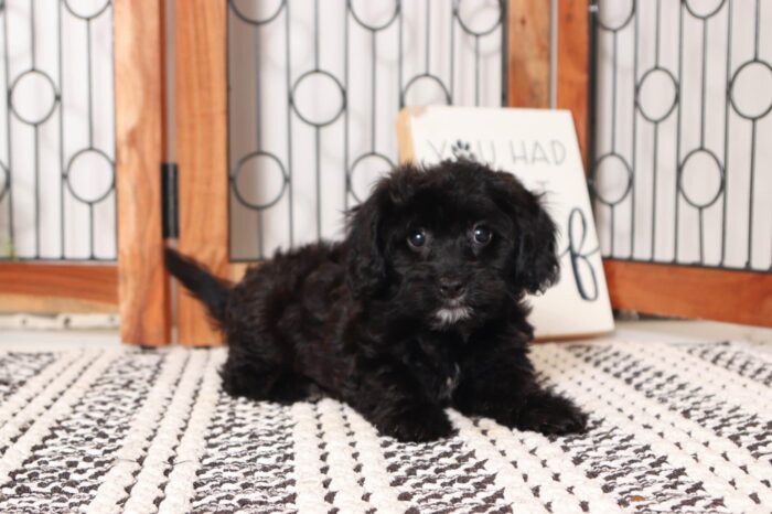 Ruth - Lovely Little Female Cavapoo Puppy - Image 3