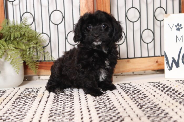 Ruth - Lovely Little Female Cavapoo Puppy - Image 4