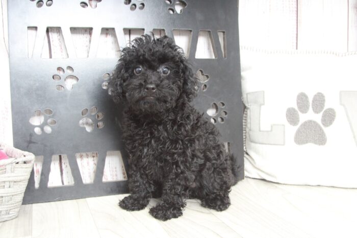 Ryu - Perfect Male Toy Poodle Puppy