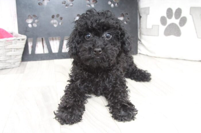 Ryu - Perfect Male Toy Poodle Puppy - Image 2