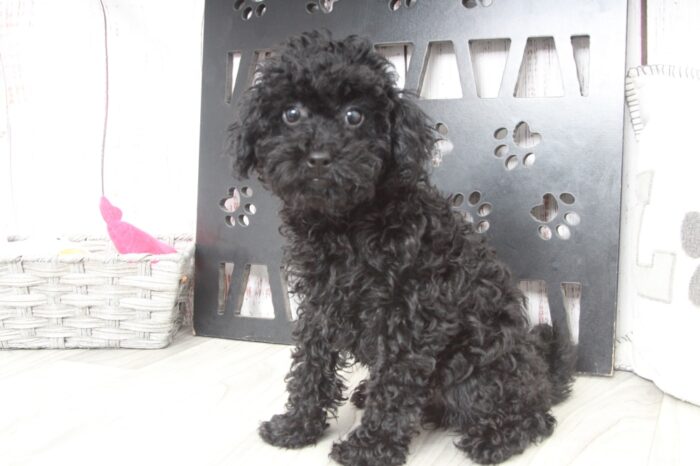 Ryu - Perfect Male Toy Poodle Puppy - Image 6