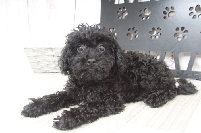 Ryu - Perfect Male Toy Poodle Puppy - Image 5